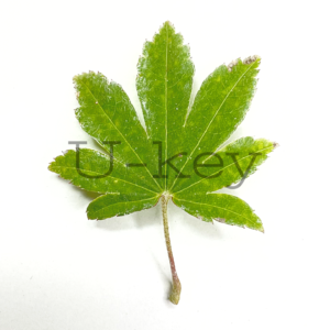 紅葉 板谷名月 Acer sieboldianum