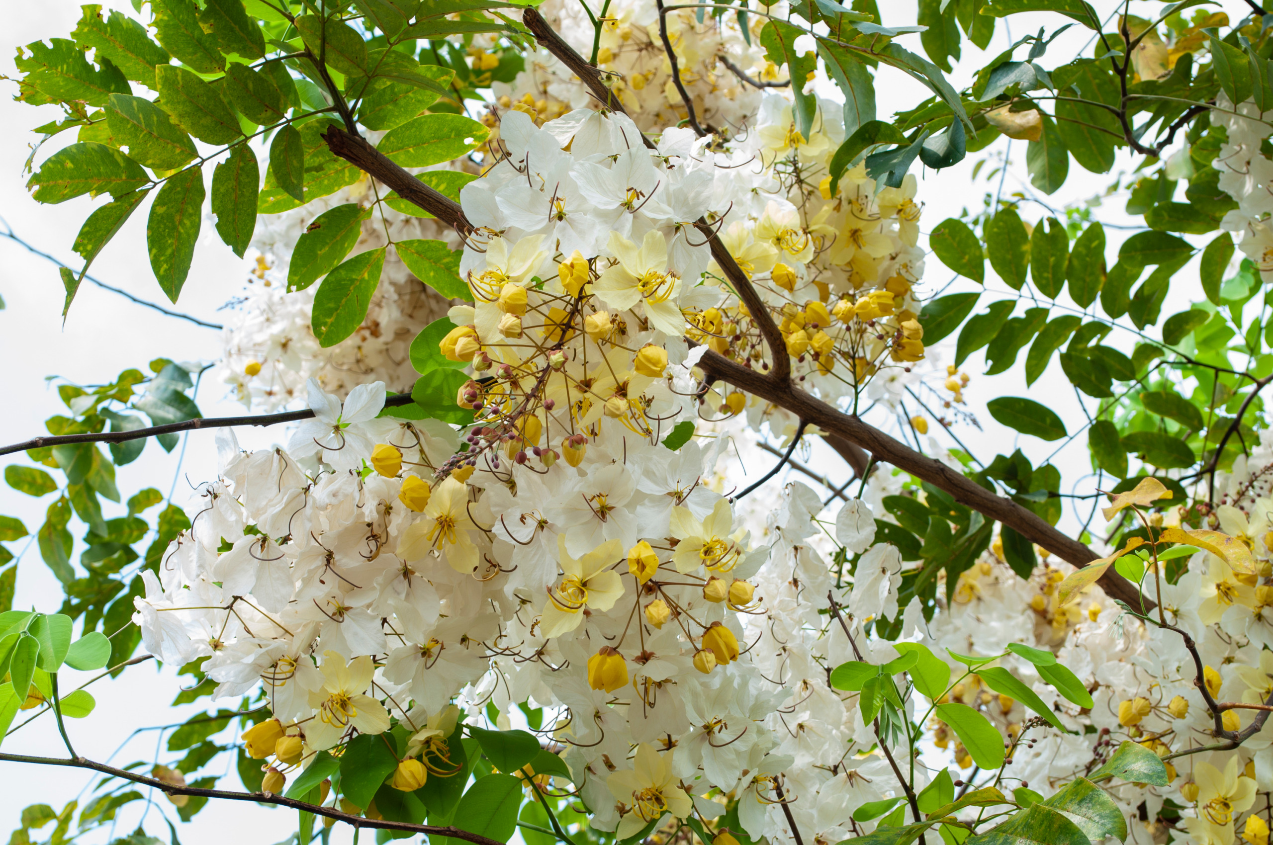 White Rainbow Shower Tree,Cassia bakeriana x Cassia fistula