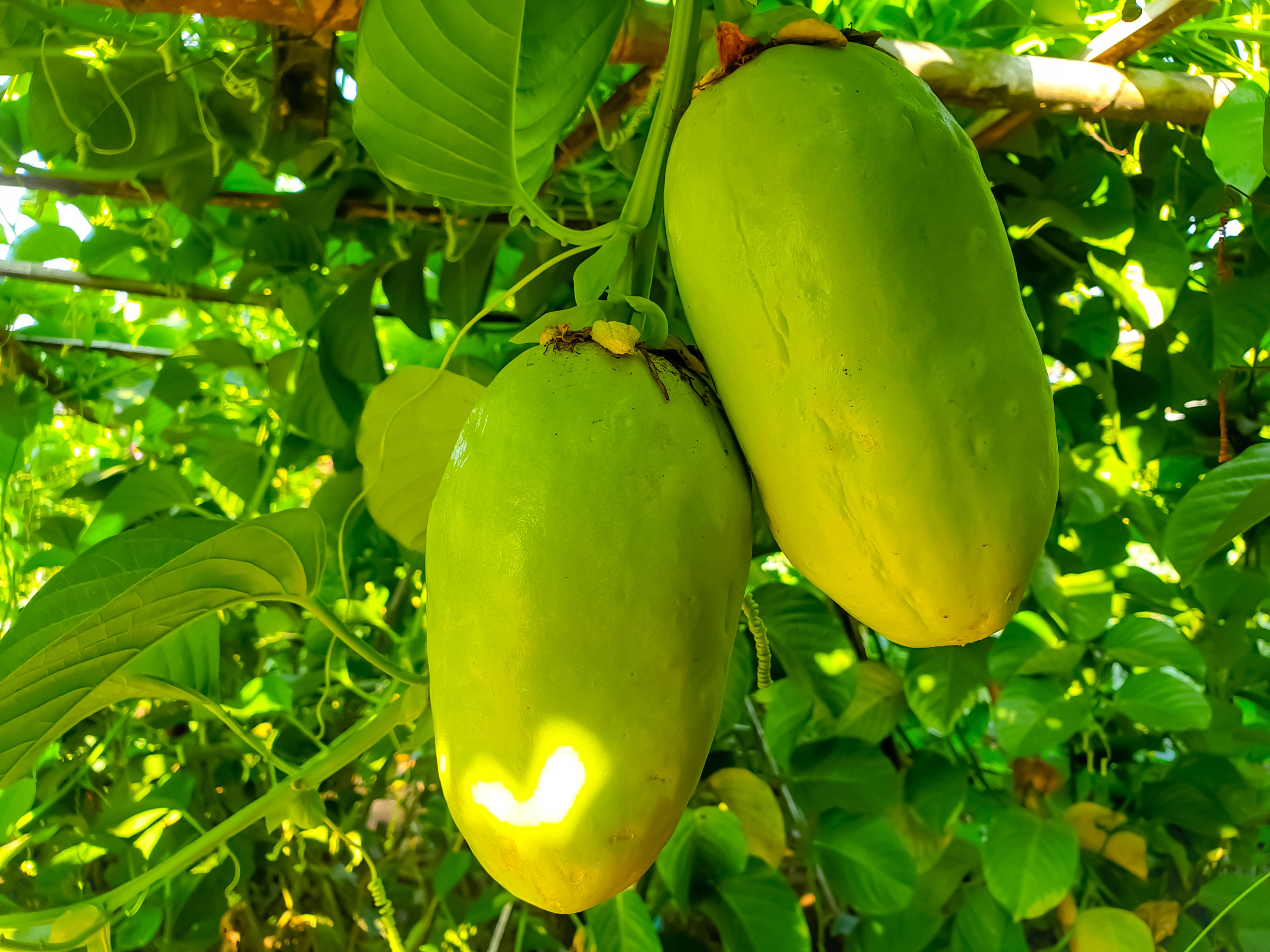 Giant Granadilla,Passiflora quadrangularis