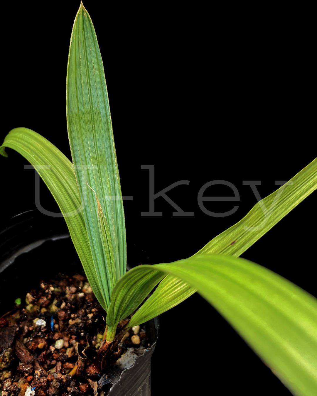 Sonora Palmetto ‘Silver’,Sabal uresana