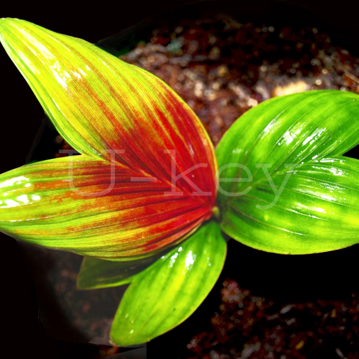 Stained glass palm,Geonoma epetiolata