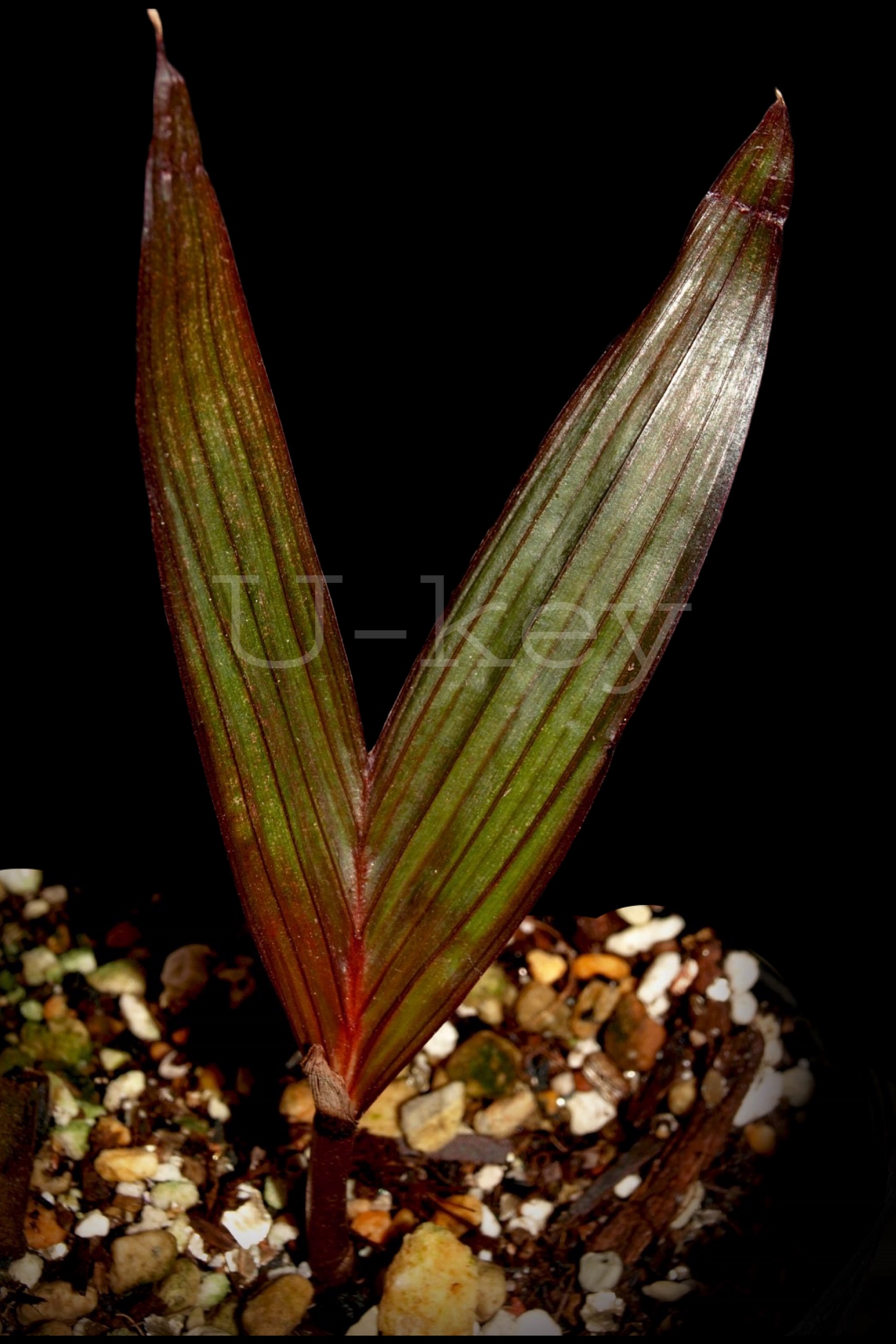 Areca vestiaria ‘Maroon’