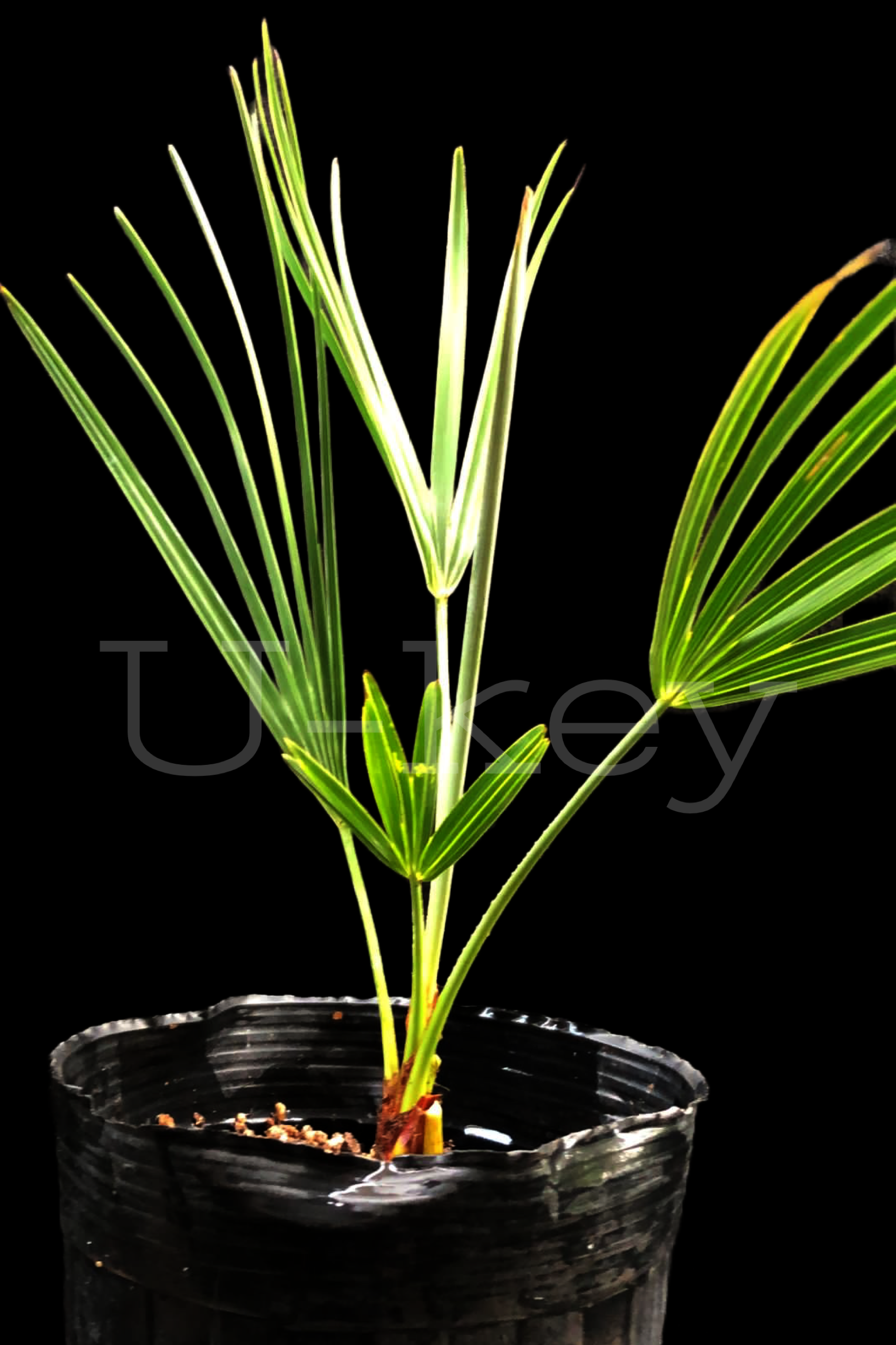 Mexican Dwarf Blue Palm,Brahea decumbens