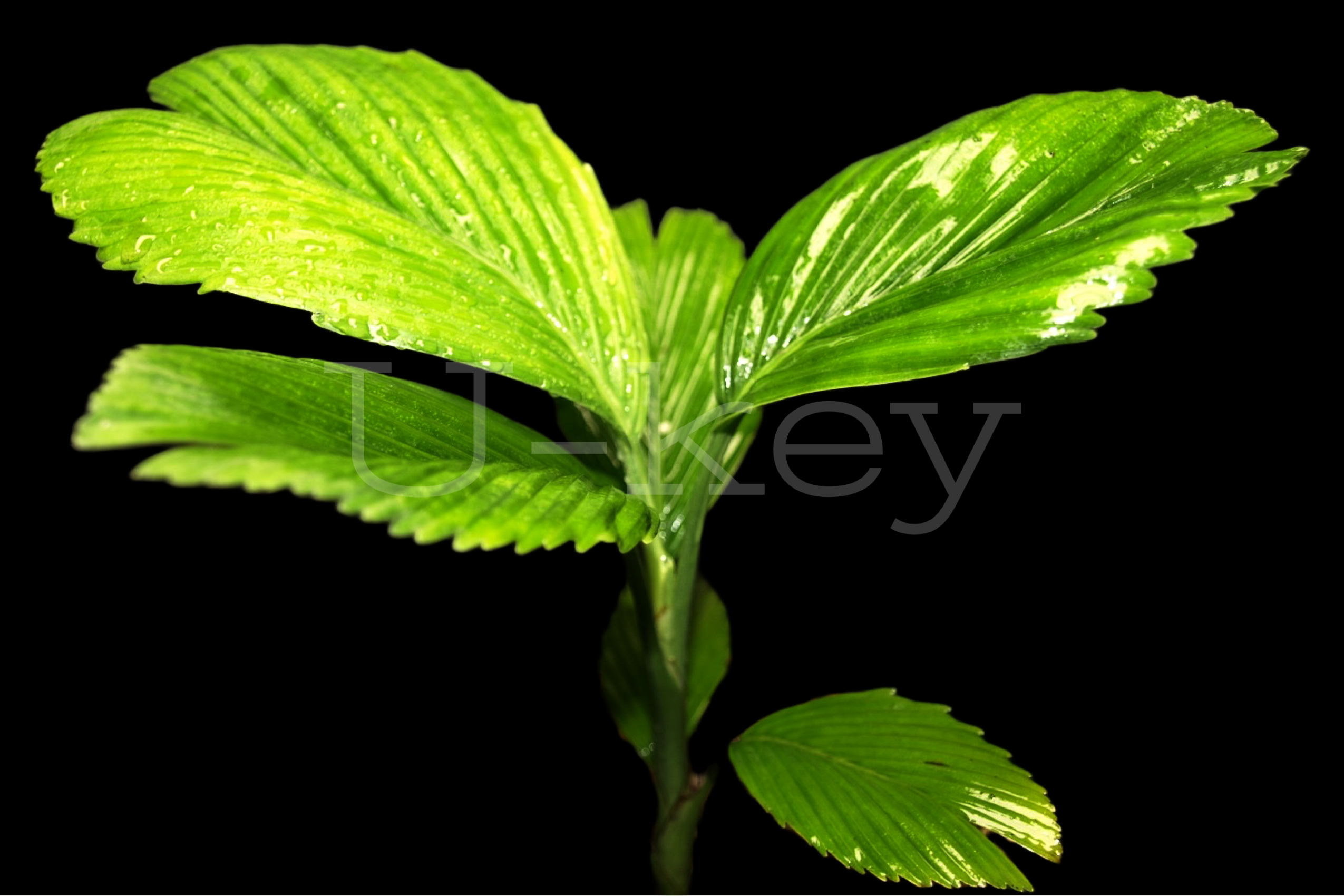 Potato chip palm,Chamaedorea tuerckheimii