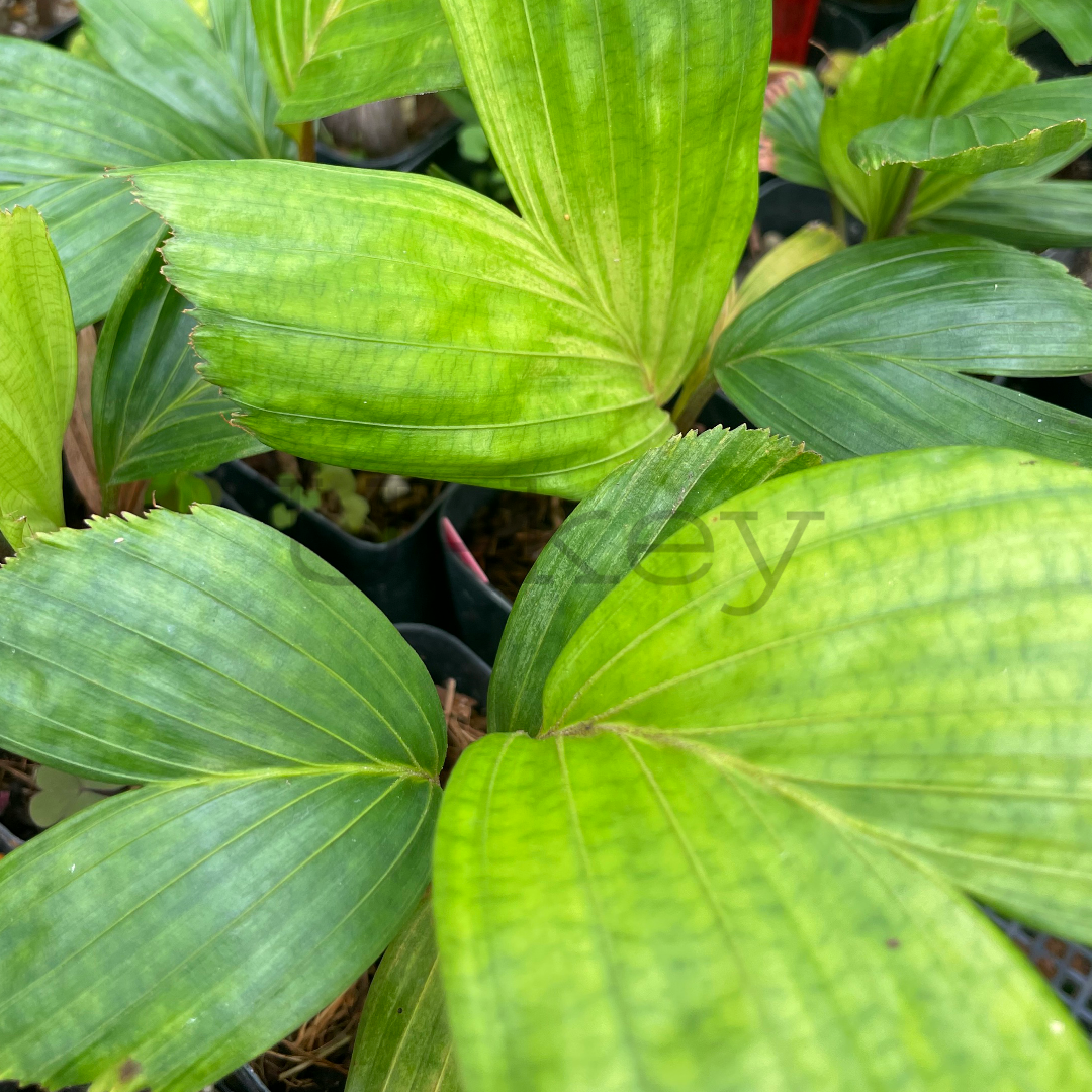 Pink Nymph Palm, Hydriastele pinangoides