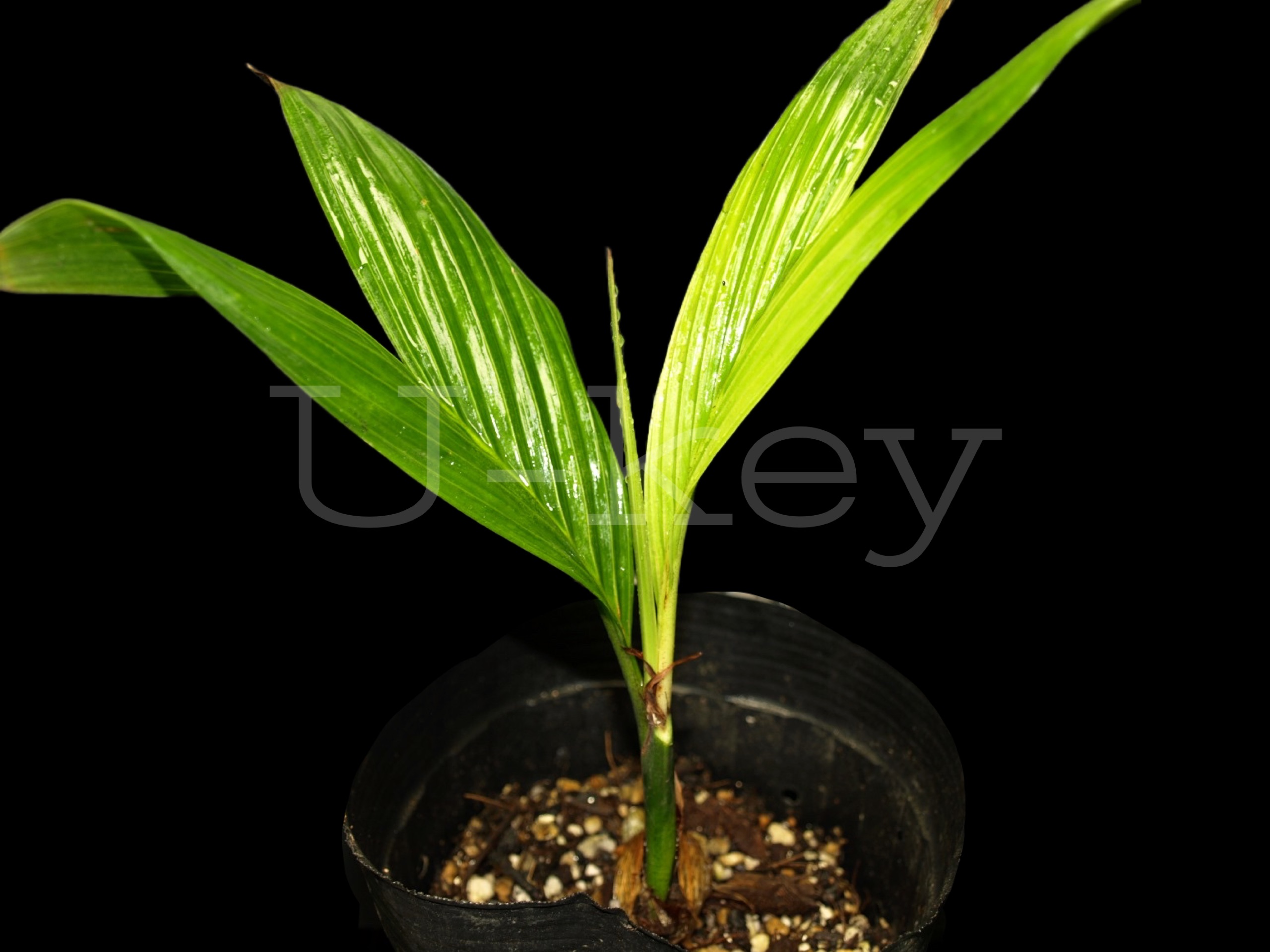 Areca macrocalyx