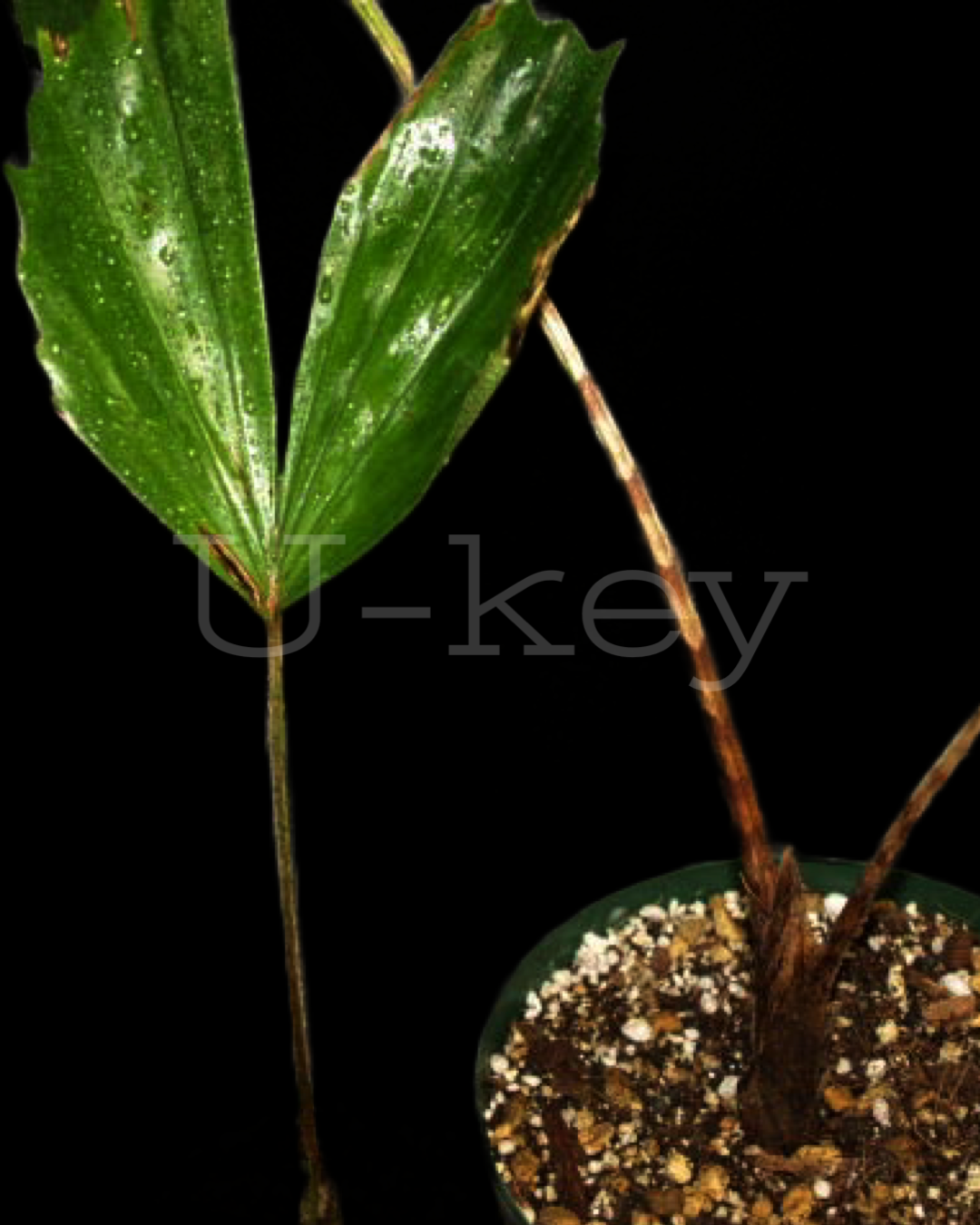 Caryota ophiopellis