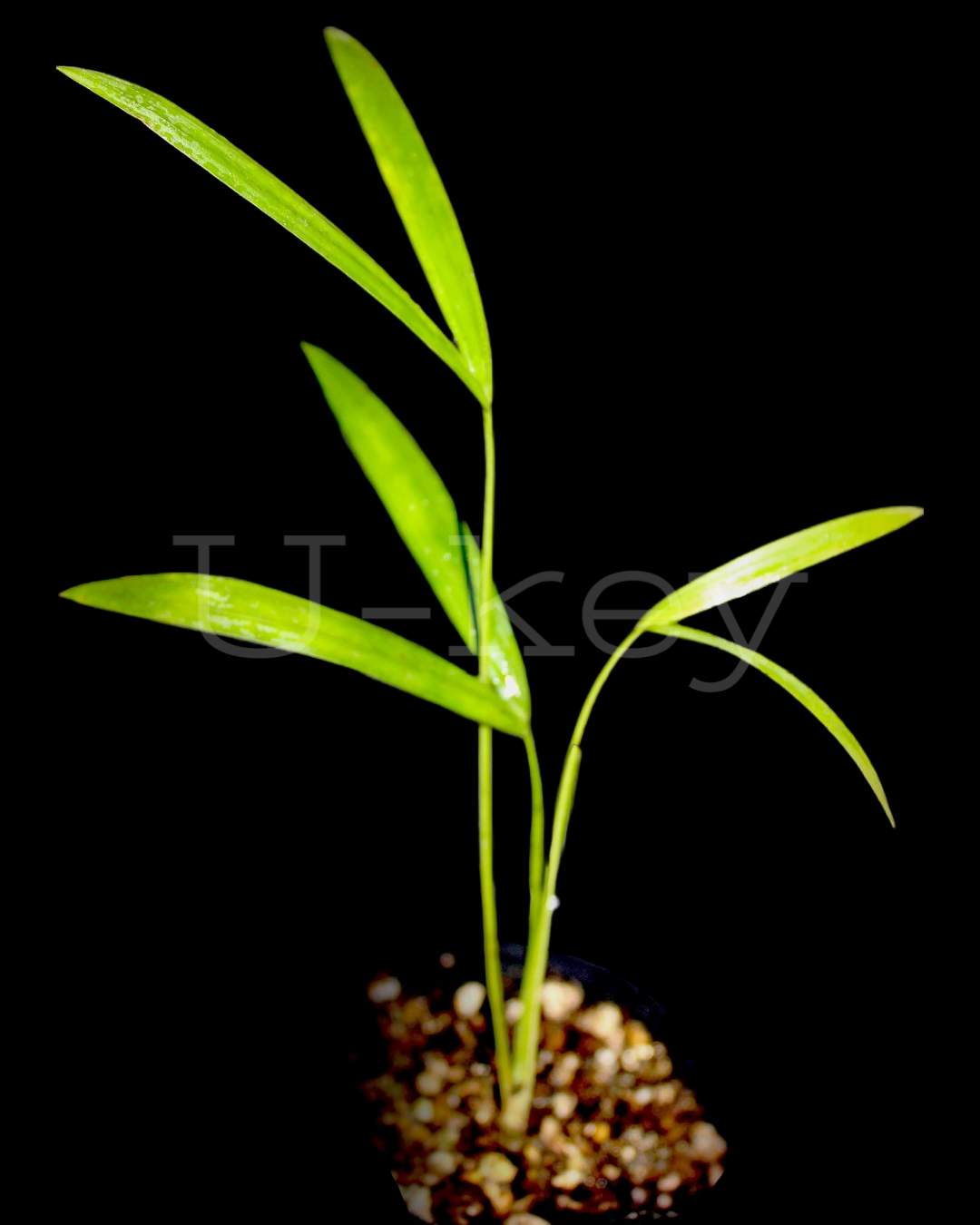 Mealy Bug Palm,Dypsis mananjarensis