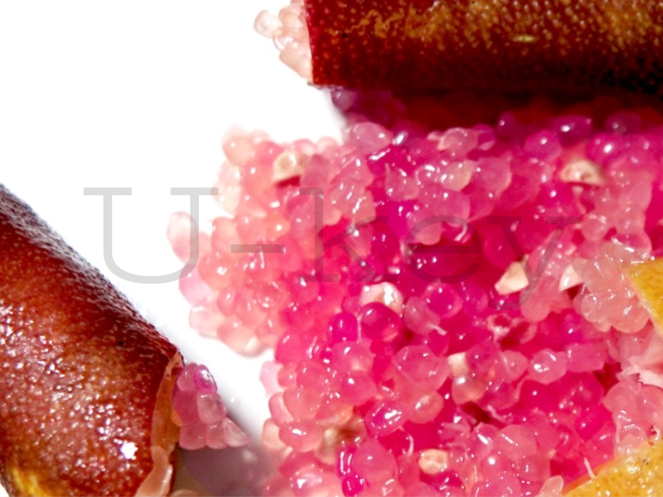 Finger lime ‘Purple Bliss’, Citrus australasica
