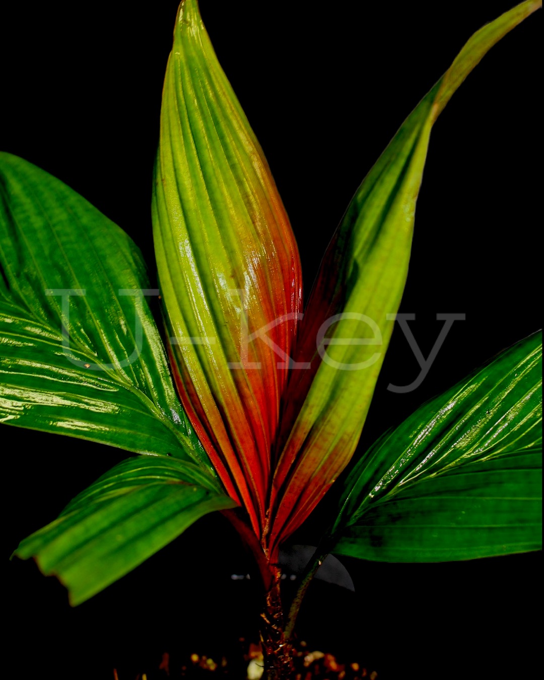 Calyptrocalyx albertisianus Red