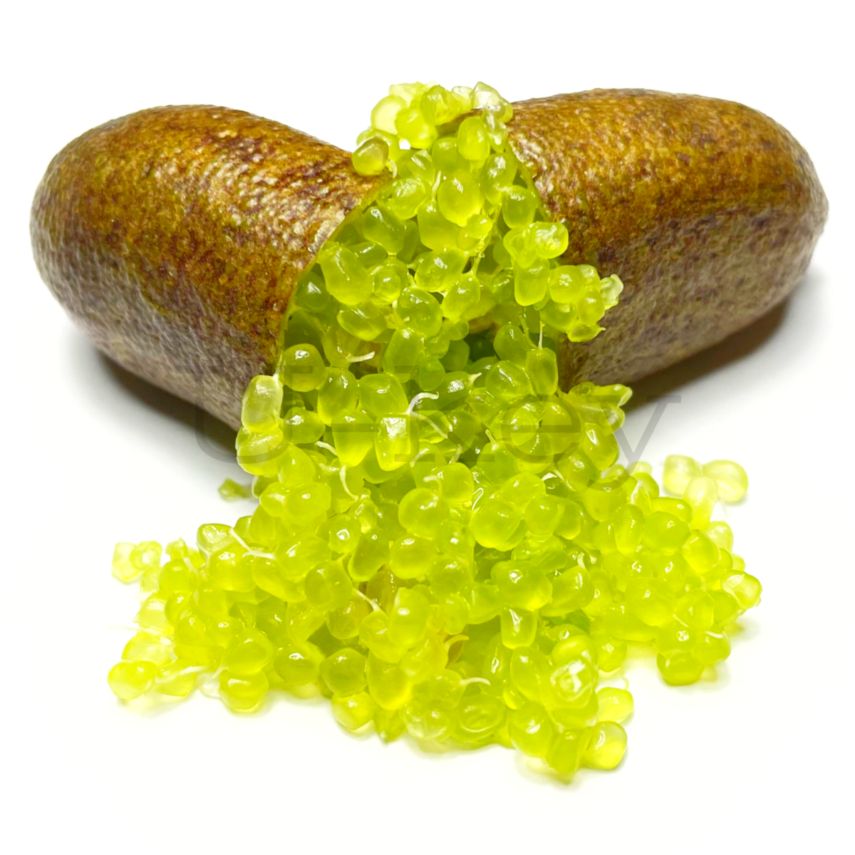 Finger lime ‘Colette’, Citrus australasica