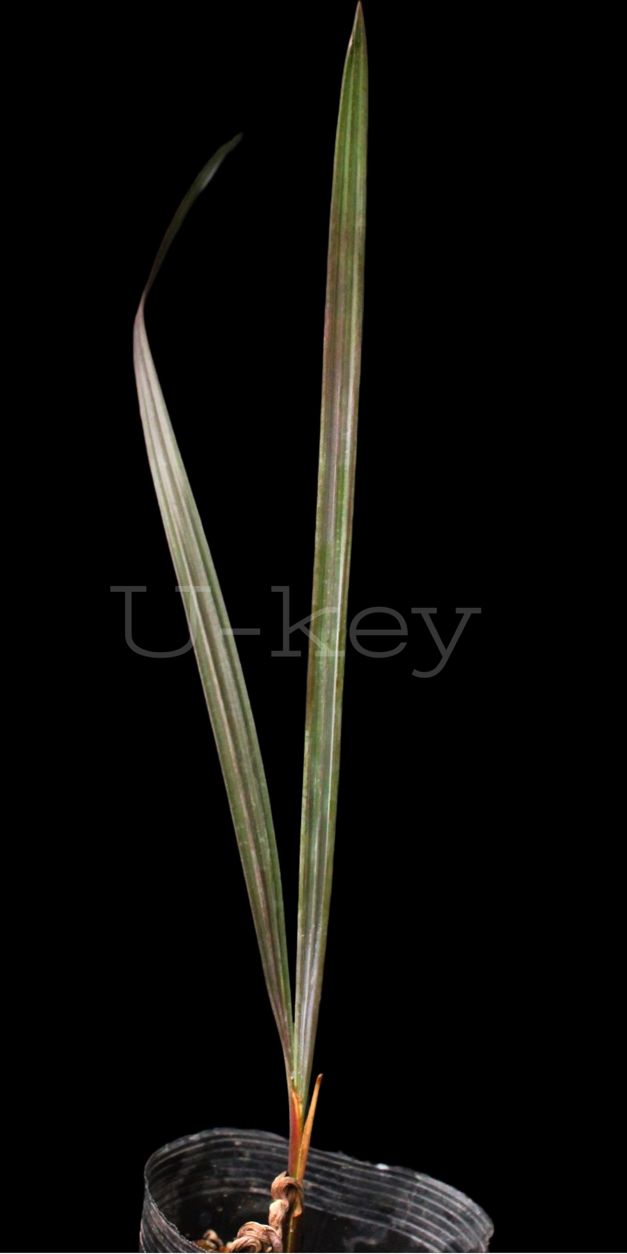 Bismarck palm ‘Silver’,Bismarckia nobilis ‘Silver’