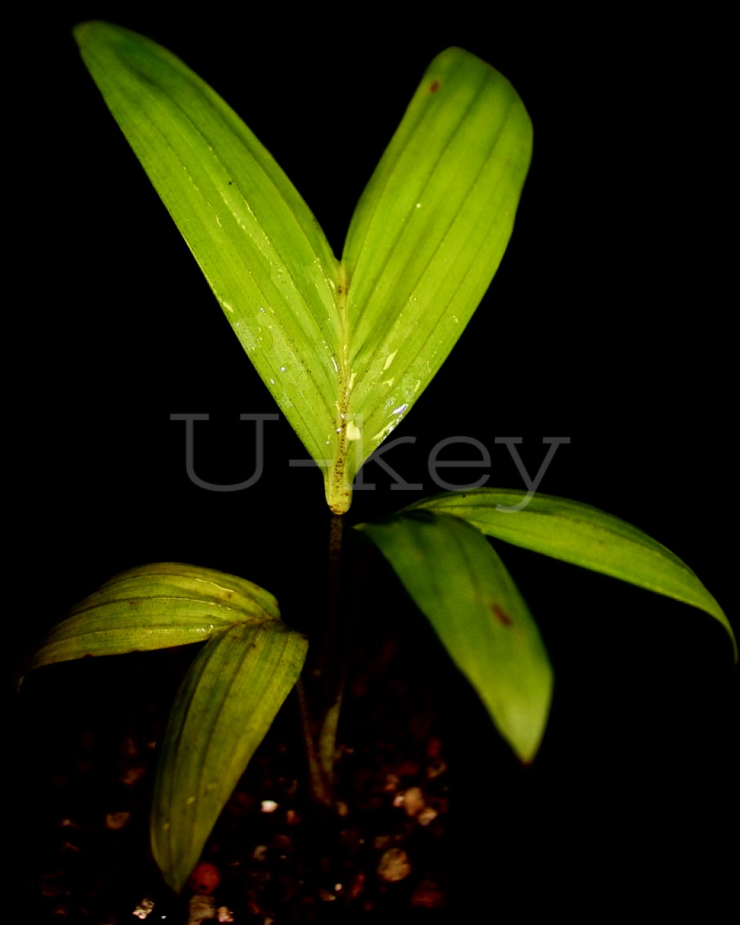 Dypsis lutea