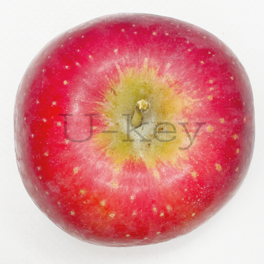 Apple ‘Aori 13’, Malus domestica