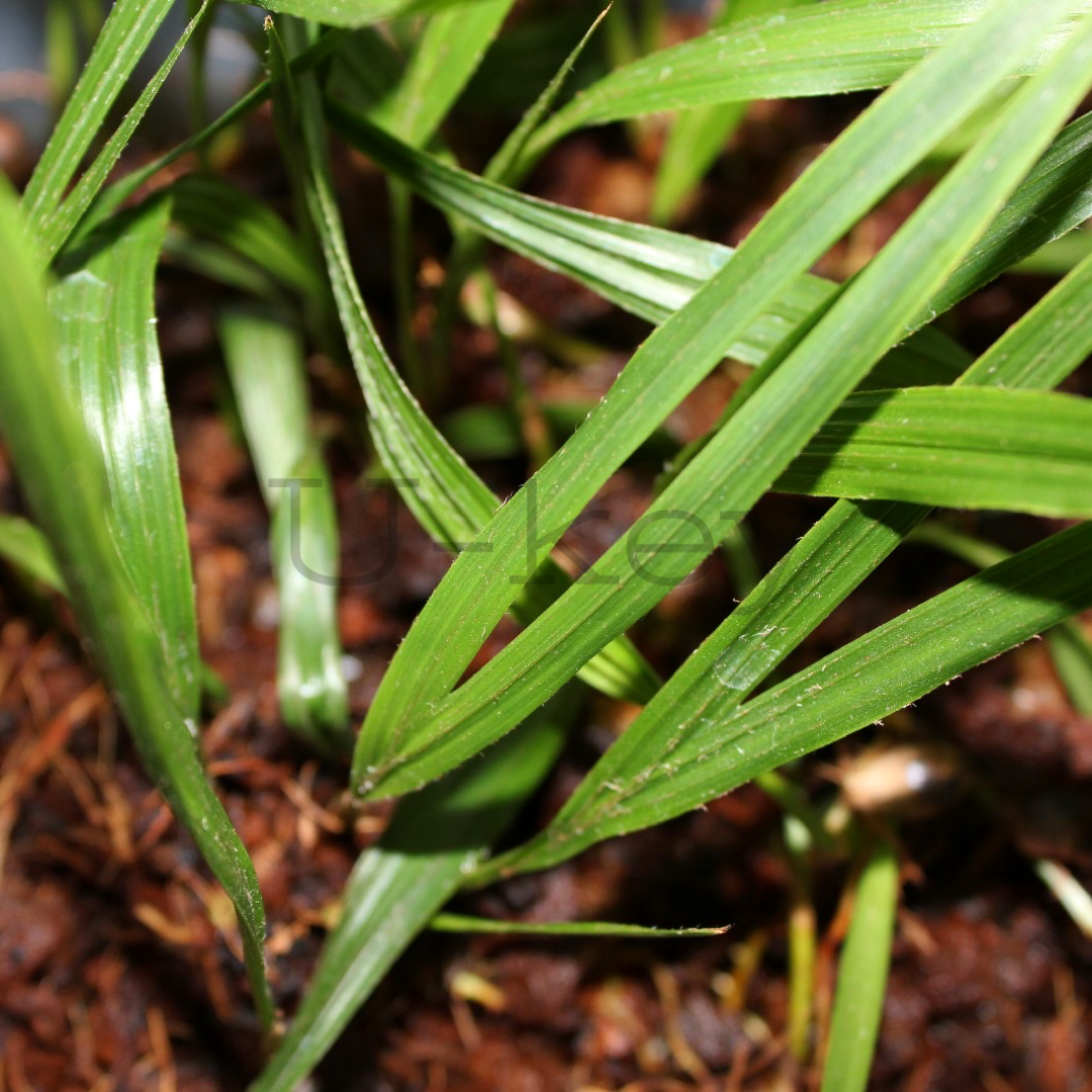 Nikau Pam, Rhopalostylis sapida