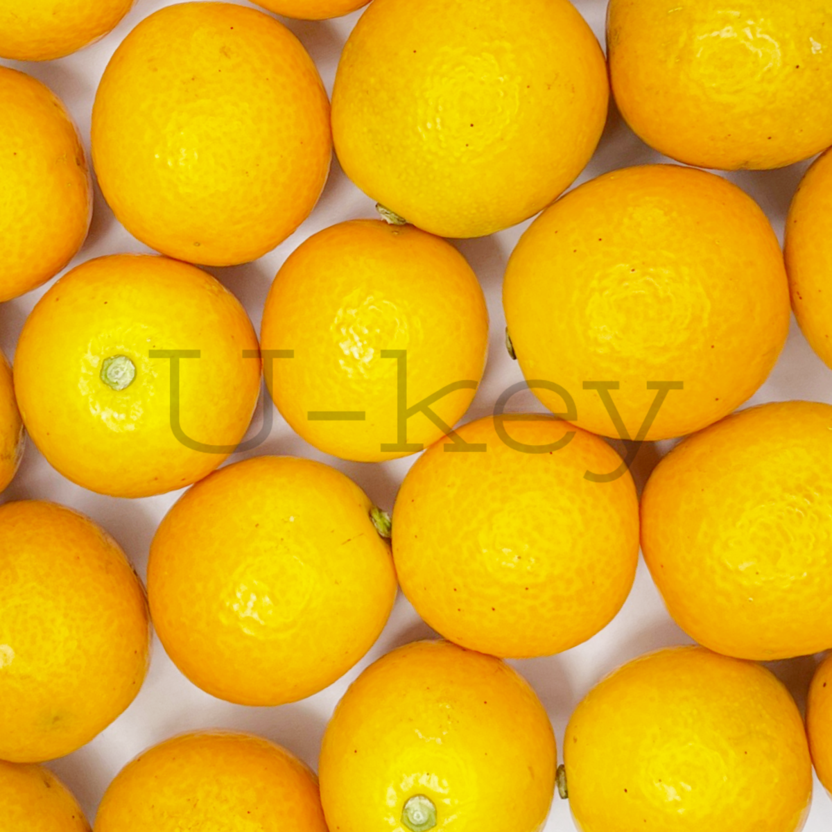 Marumi Kumquat,Citrus japonica