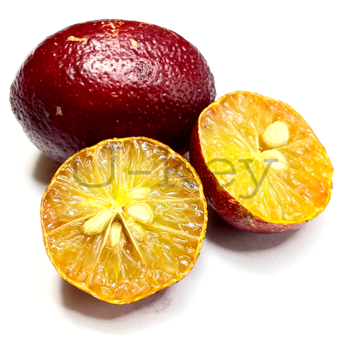 Australian Blood Lime, Citrus australasica var. sanguinea x Citrus ‘Ellendale Mandarin’  Hybrid
