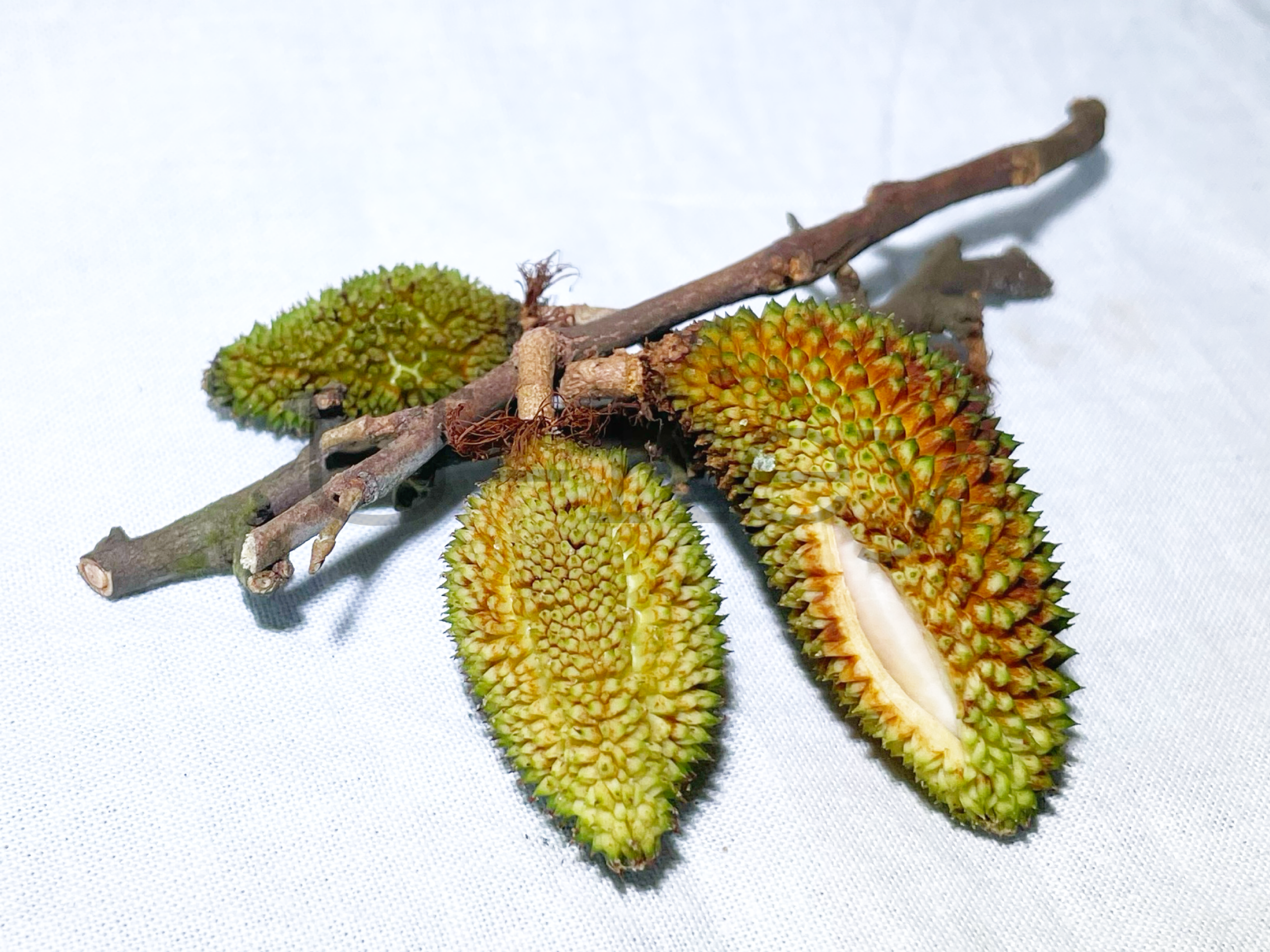 Miniture Durian,Durio acutifolius