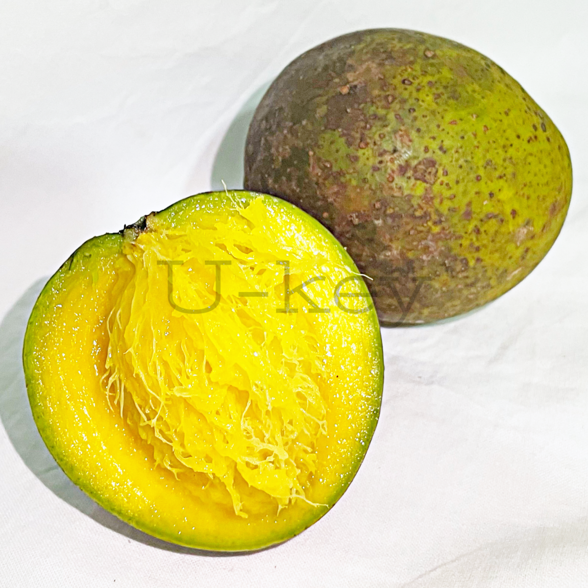 Buniton Mango,Mangifera torquenda