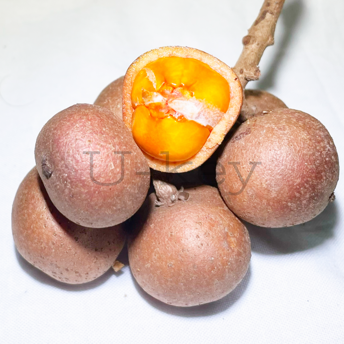 Baccaurea