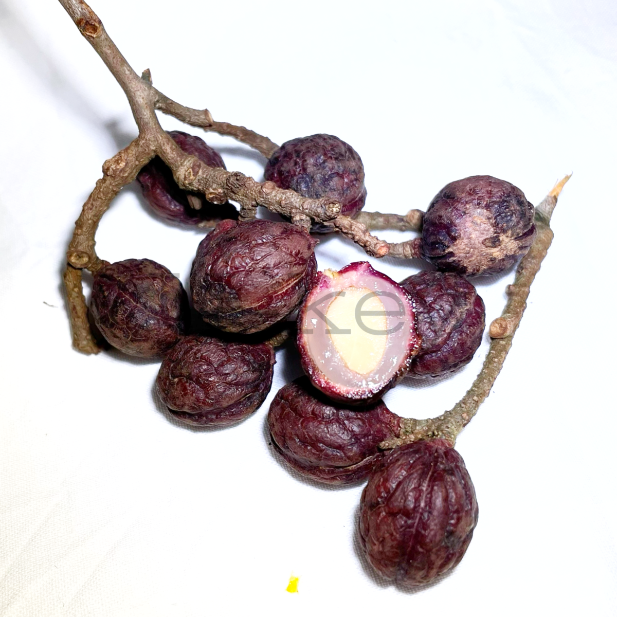 Nude Rambutan,Nephelium maingayi