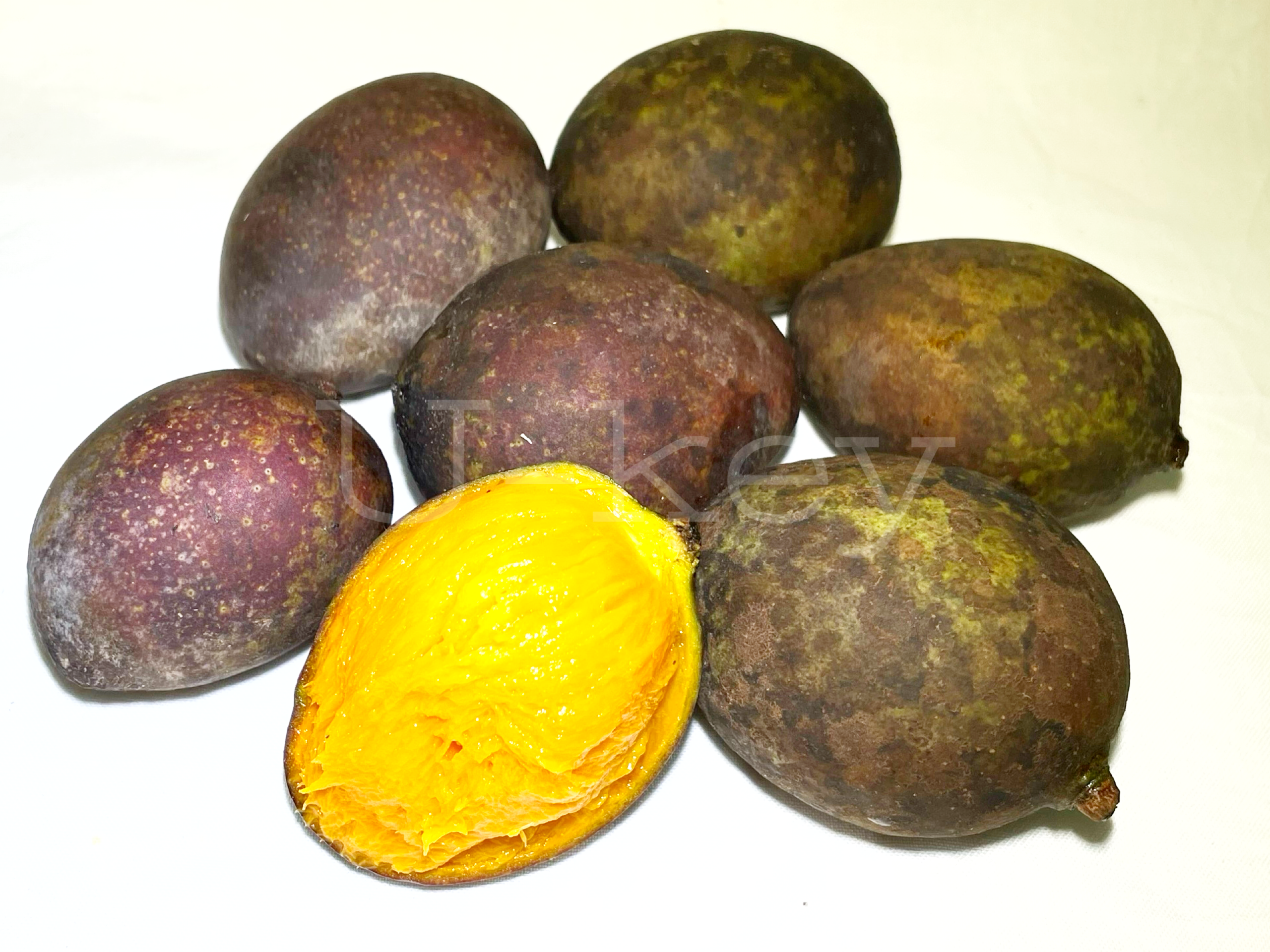 Black Mango,Mangifera casturi