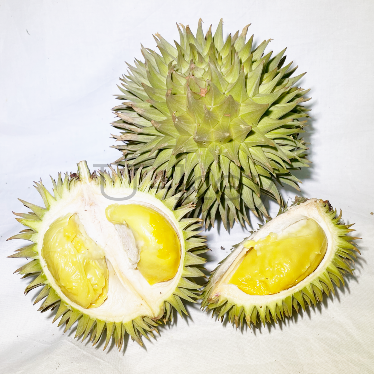 Oxleyanus Durian,Durio oxleyanus