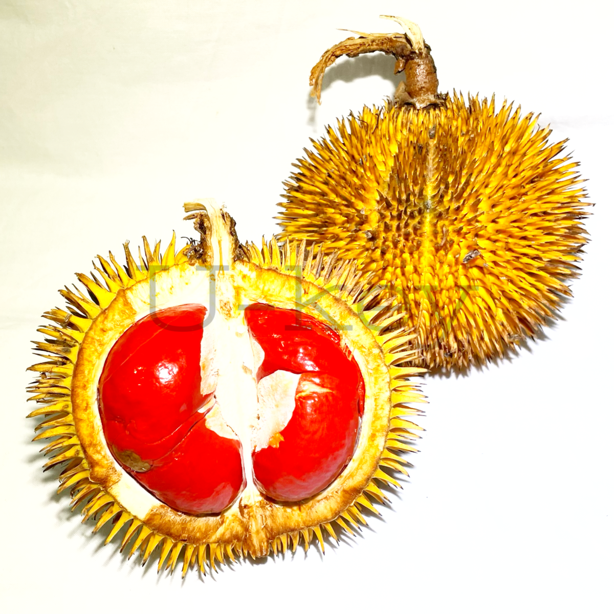 Red Durian,Durio graveolens