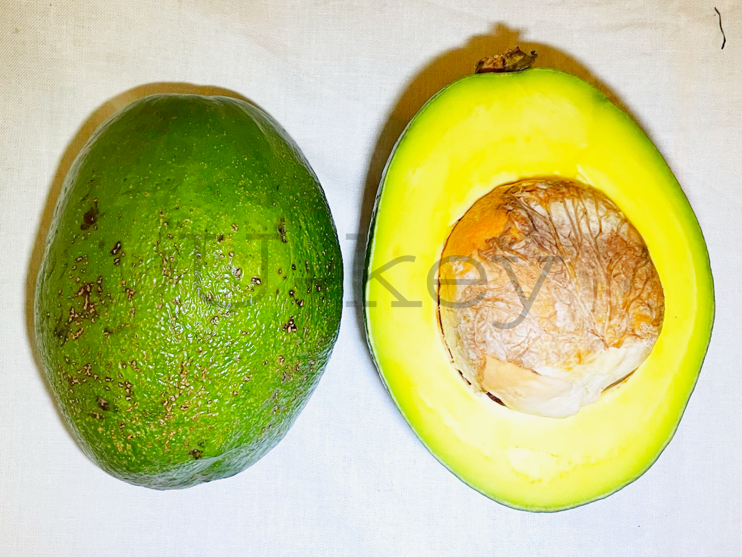 Avocado `Miki’ ,Persea americana