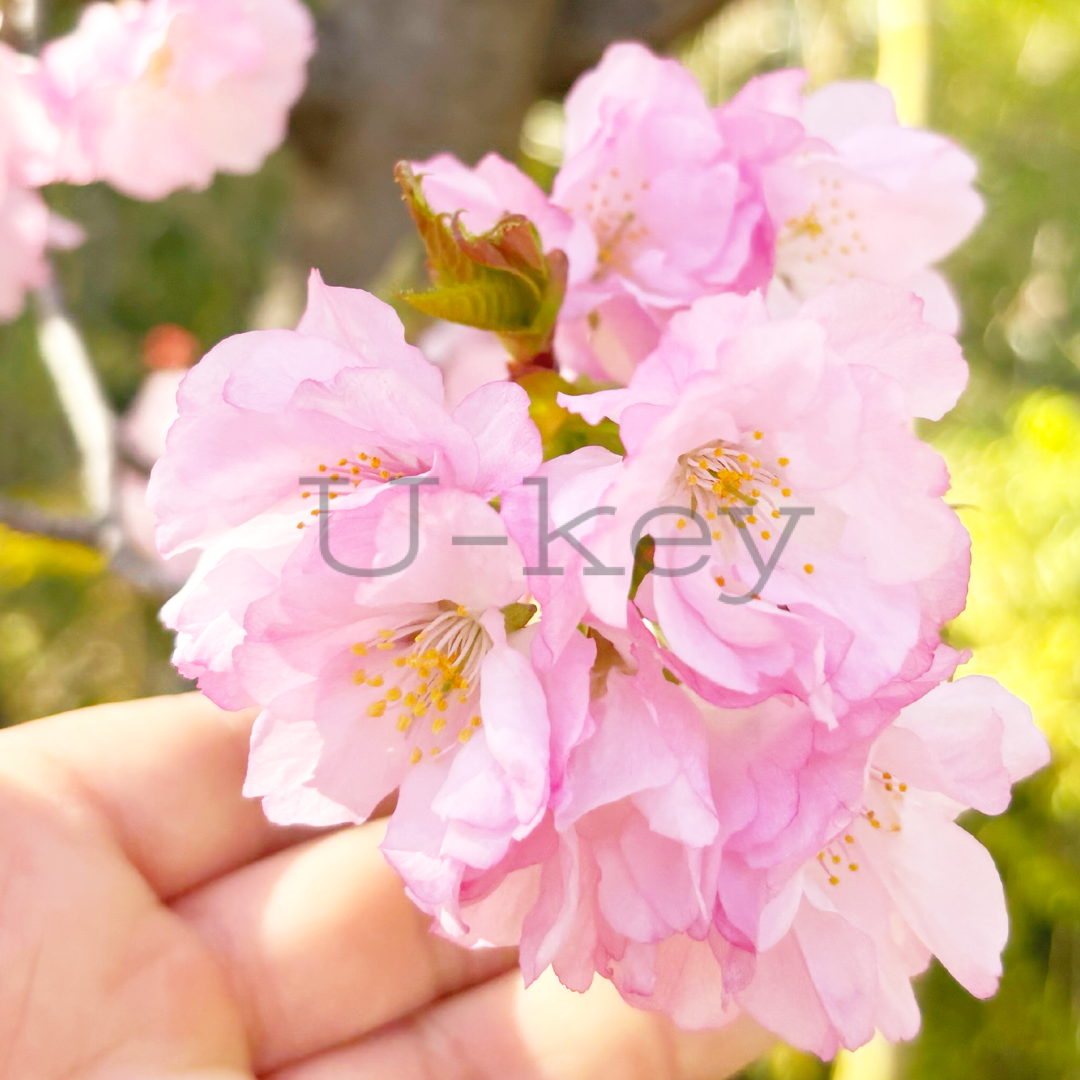 Sakura `Oshusatozakura` ,Prunus serrulata
