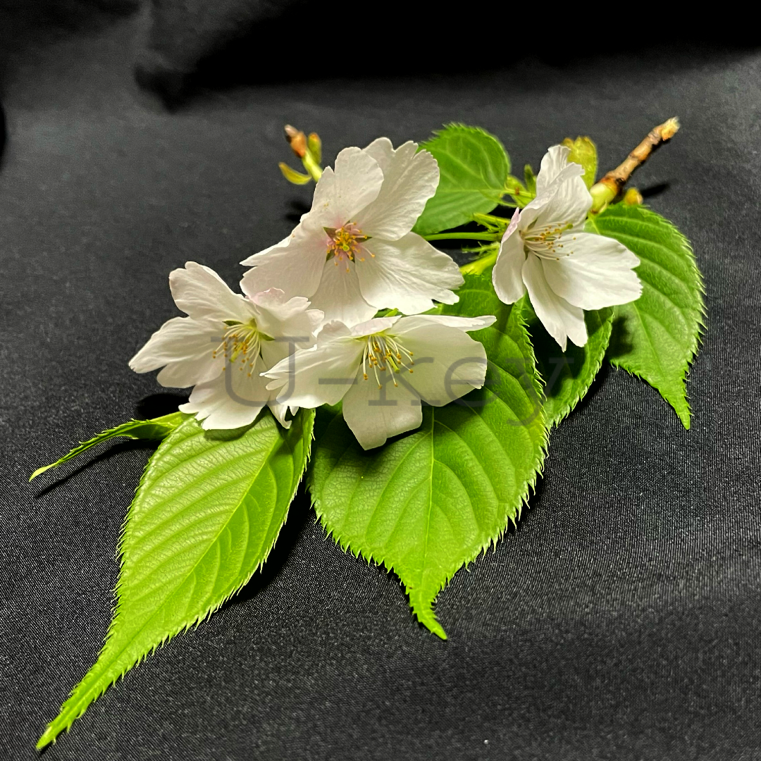 Oshima Sakura,Prunus speciosa