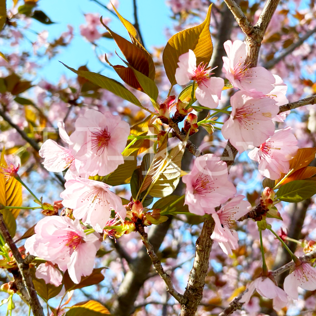 Sakura `Kenrokuen-Kumagai`,Prunus jamasakura `Kenrokuen`