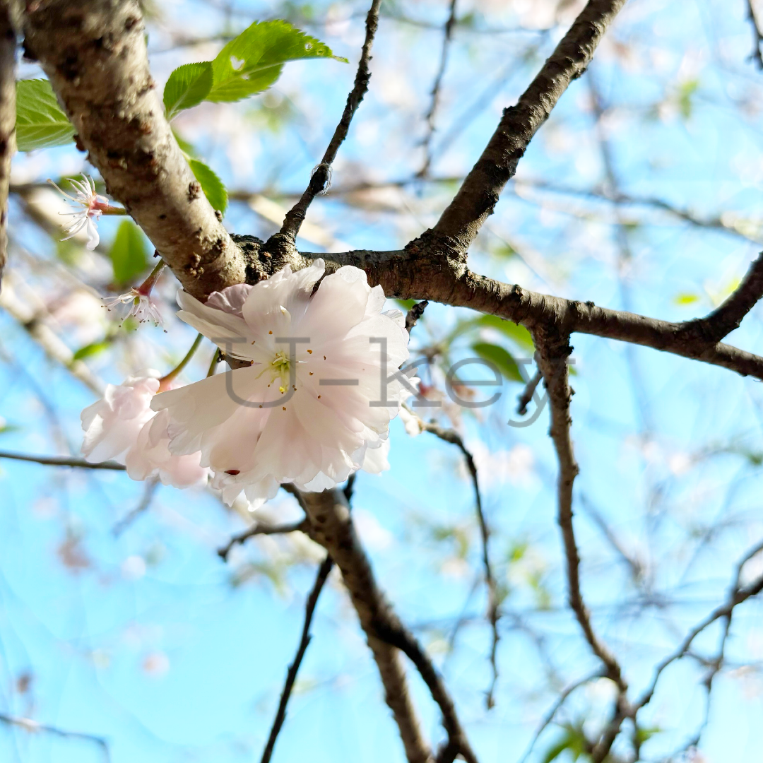 Sakura `Hozaki-higan-yaezakura`,Prunus subhirtella