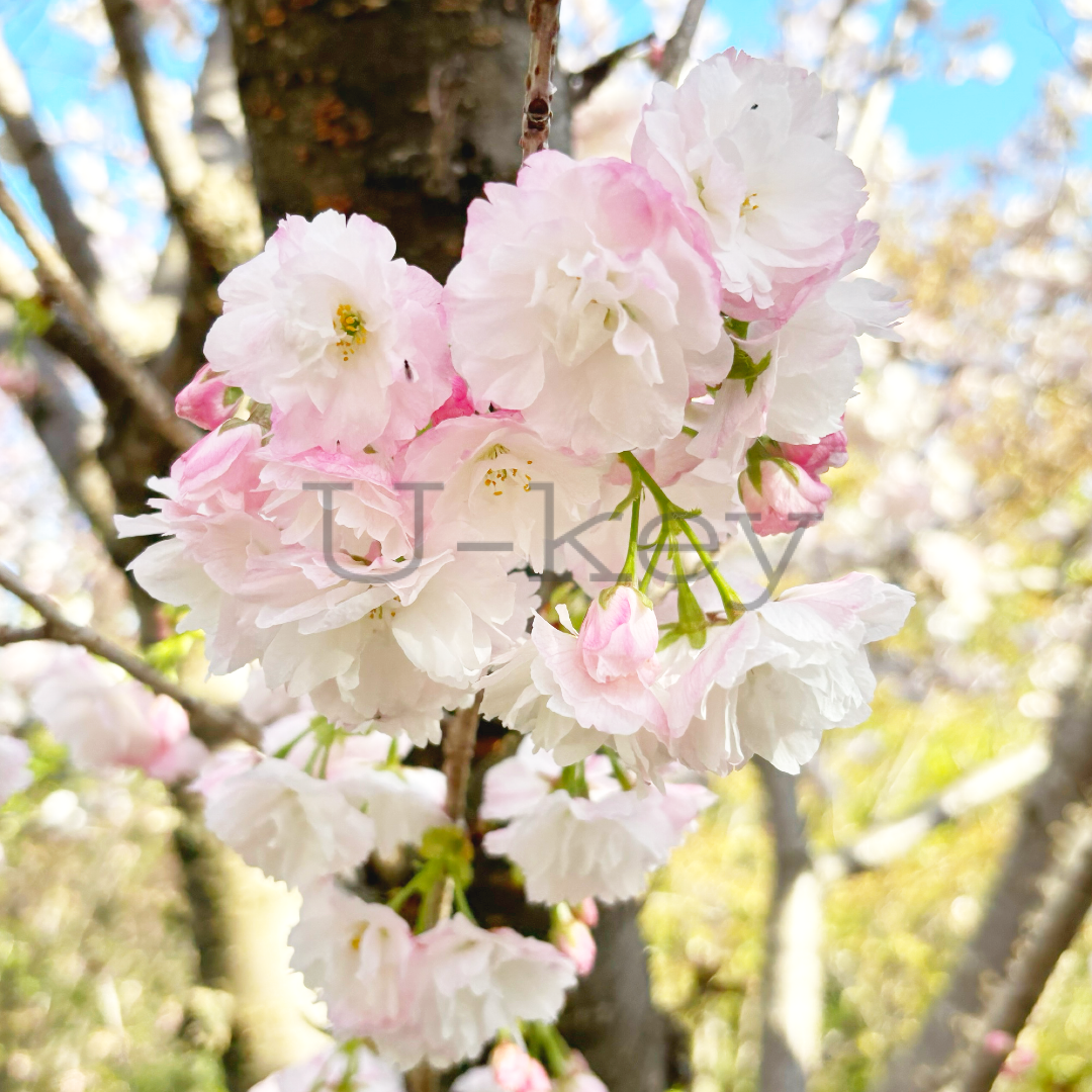 Sakura `Ranran` ,Prunus serrulata