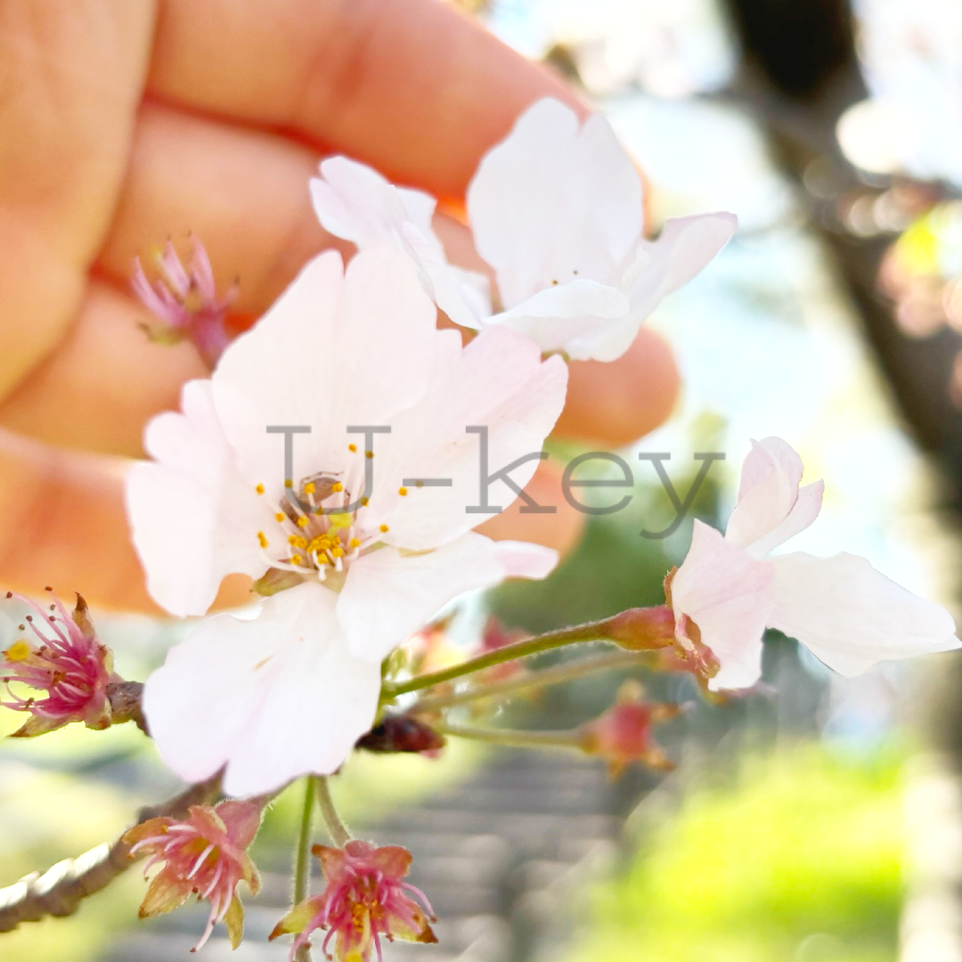 Sakura `Yoshun`,Prunus yedoensis