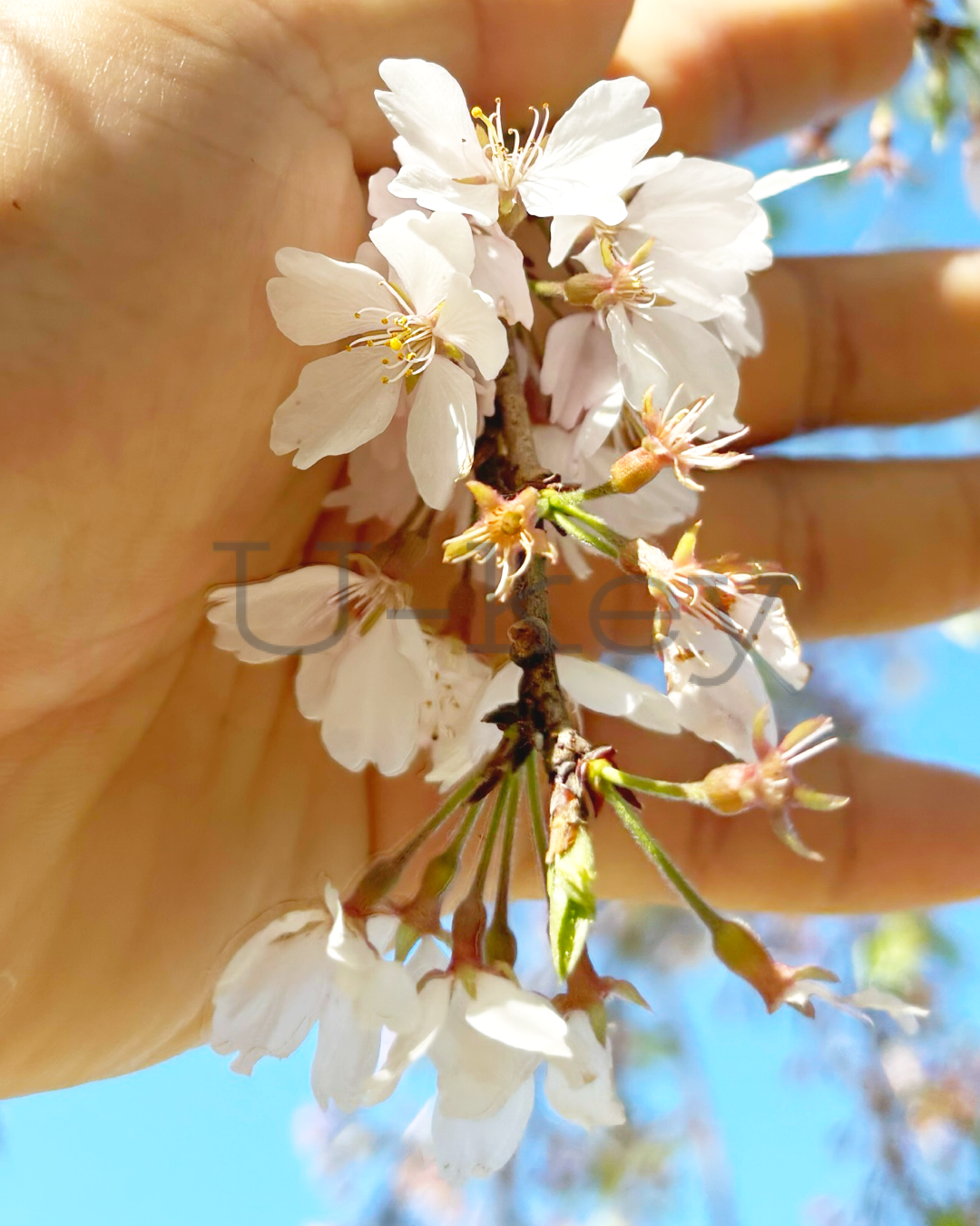 Sakura `Itosakura`,Prunus spachiana `Pendula`