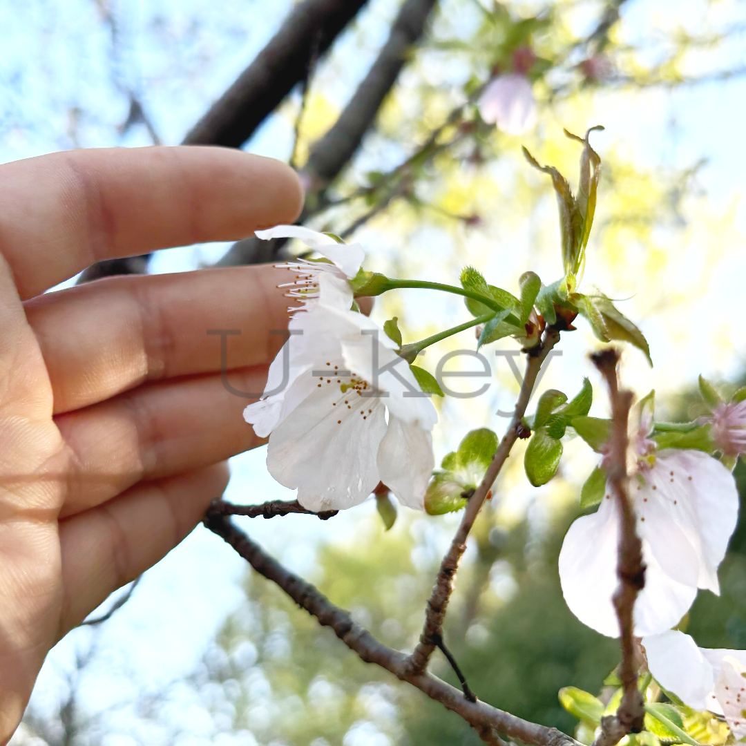 Sakura `Siaryuki`,Prunus serrulata