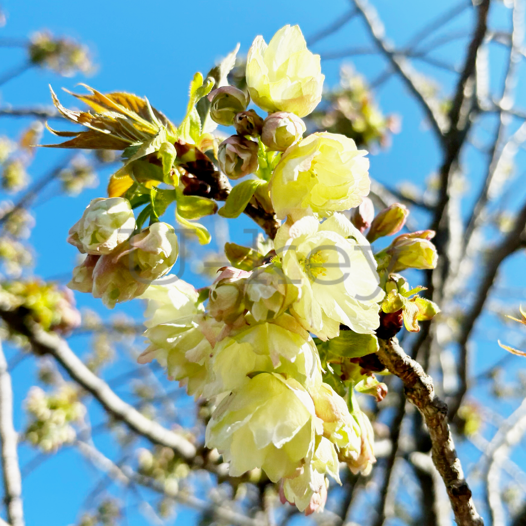 Sakura `Gioiko` ,Prunus serrulata