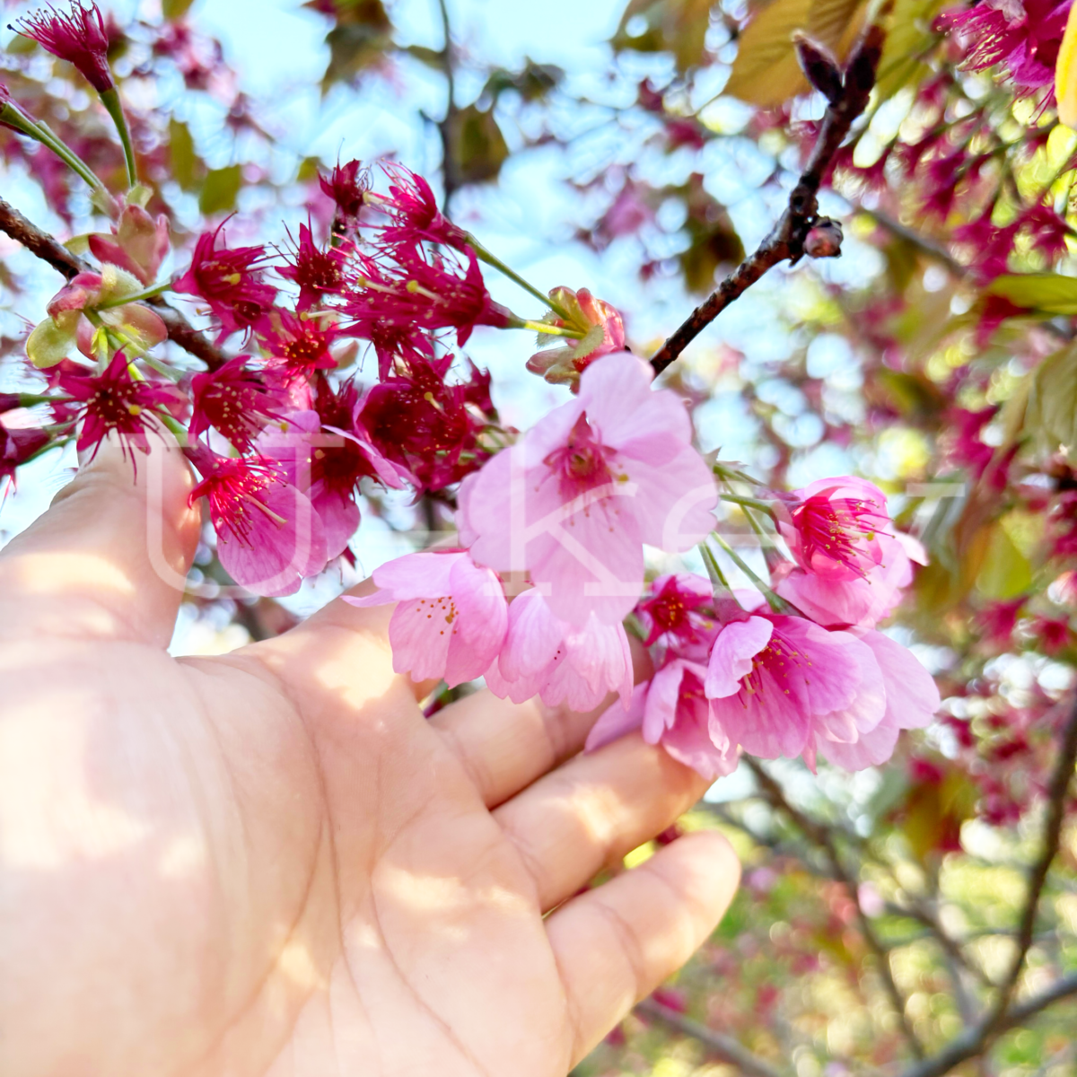 Sakura Yokohama-hizakura ,  Prunus kanzakura