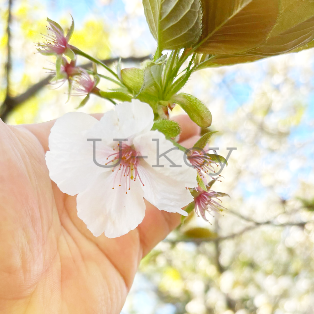 Sakura `Taihaku`,Prunus serrulata