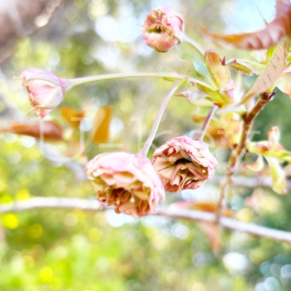 Sakura `Sumaura-fugenzo` ,  Prunus lannesiana