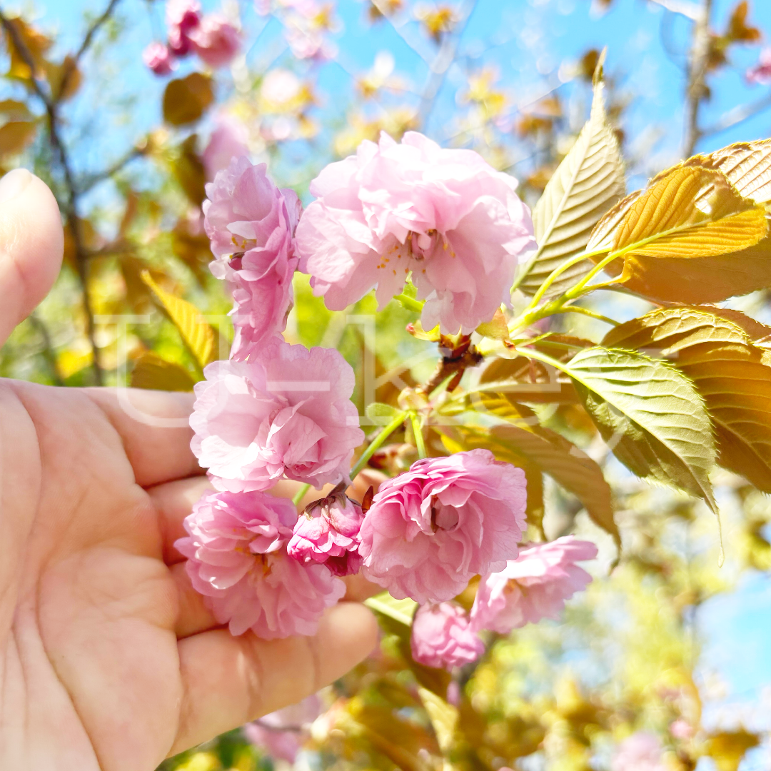 Sakura `Imose`  ,Prunus serrulata