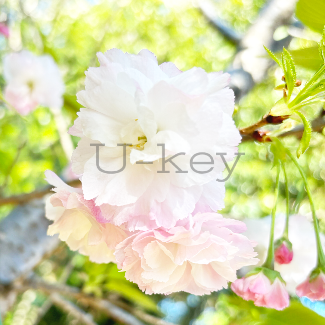Sakura `Sperba`,Prunus serrulata