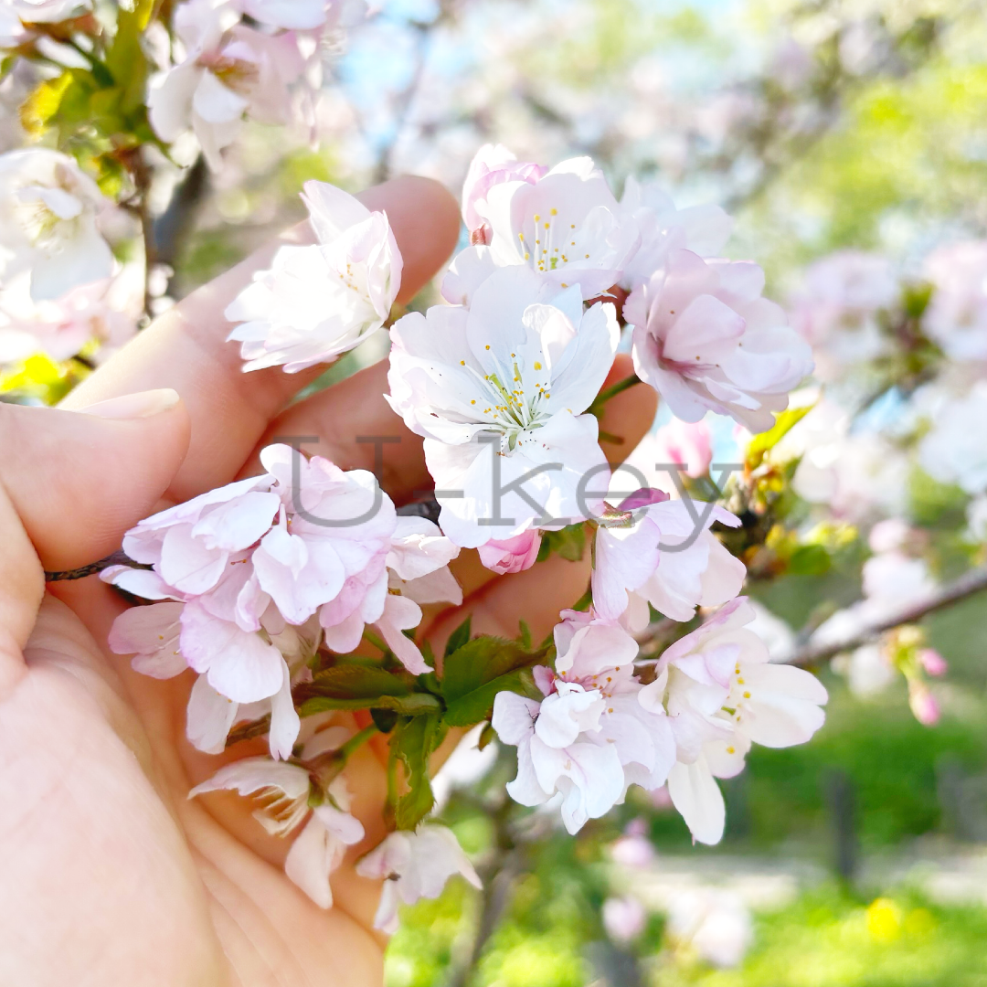Sakura `Matsumae-hayazaki`,Prunus sieboldii