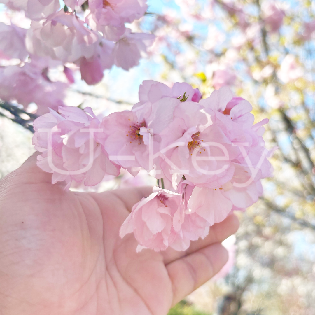 Sakura `Matsumae-usugasanesomei` ,Prunus serrulata