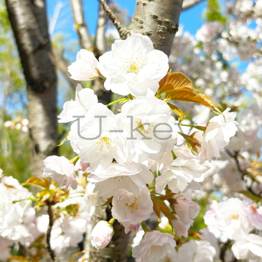 Sakura `Omuro-ariake` ,Prunus serrulata