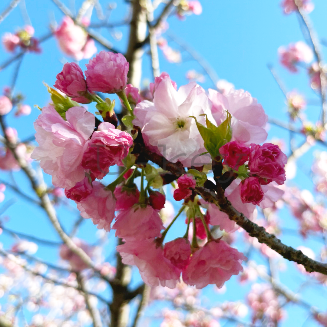 Sakura `Yae-benitoranowo`,Prunus serrulata