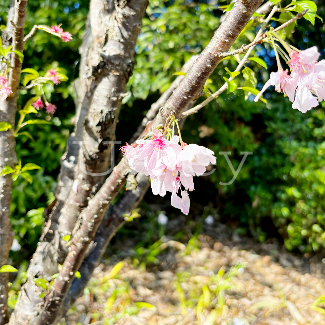 Sakura `Fuyu-zakura`,Prunus parvifolia