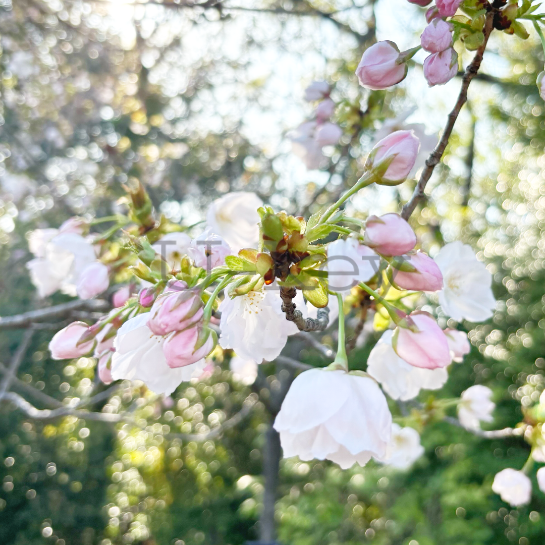 Sakura `Senriko` ,Prunus serrulata