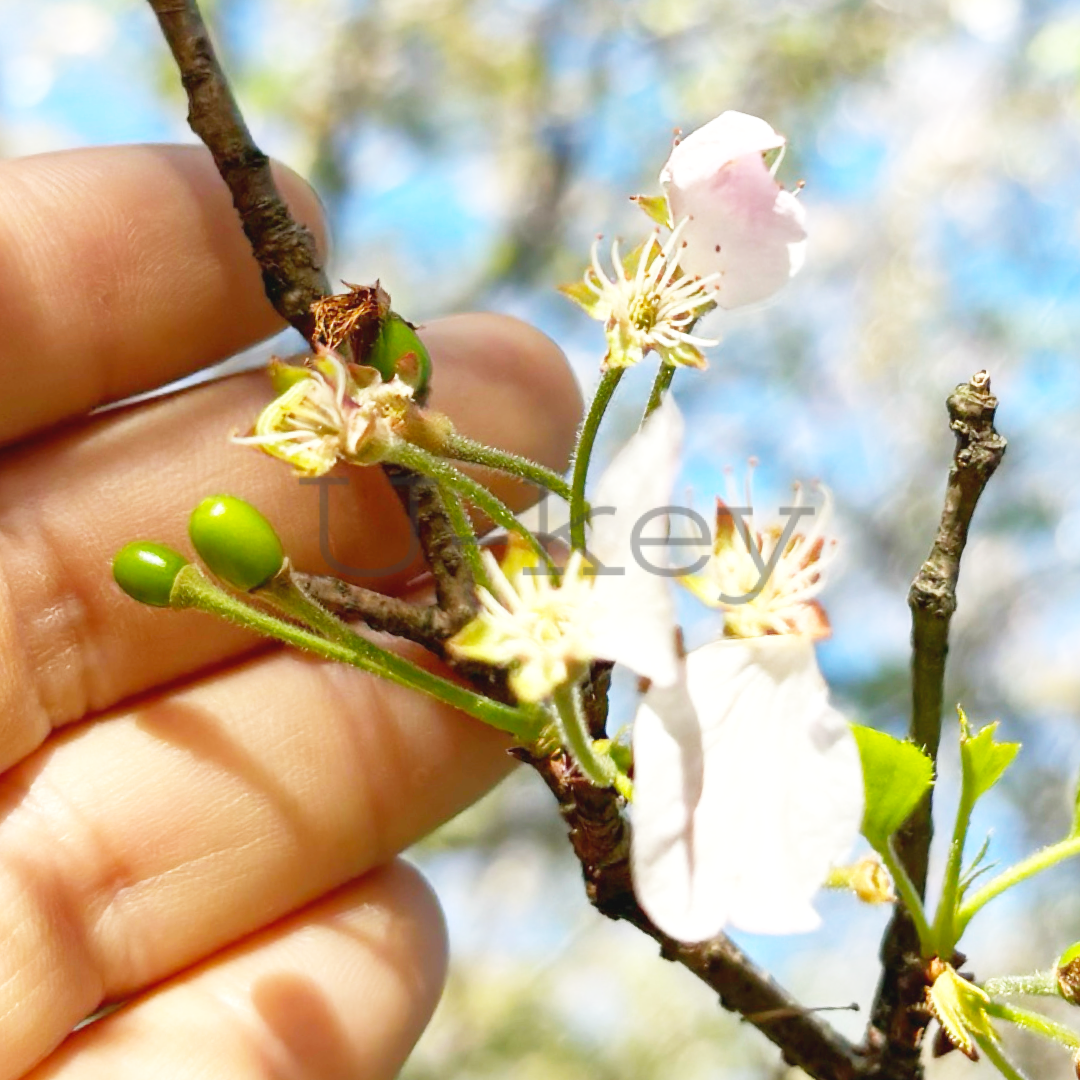 Sakura `Jindai-akebono`,Prunus spachiana